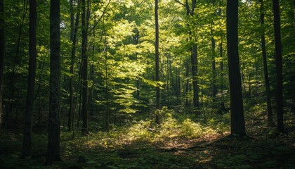 Fototapeta premium A serene forest scene with sunlight filtering through green leaves.