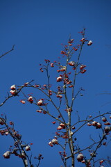 This is the top of a leafless rowan tree in nature in sunny early winter day. Rowan berries are frozen.