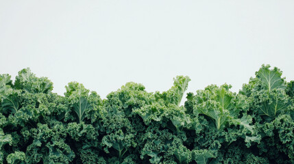 Fresh green kale leaves against a crisp white background, showcasing their textured and vibrant appearance with a natural and healthy appeal.