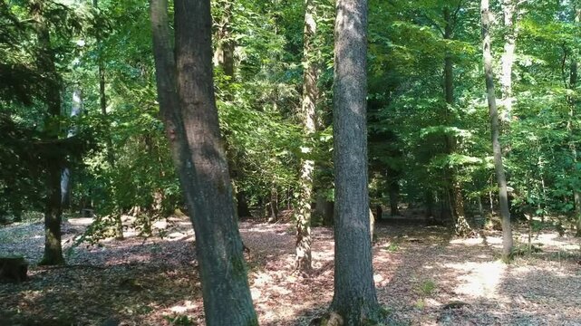 Forest drone
