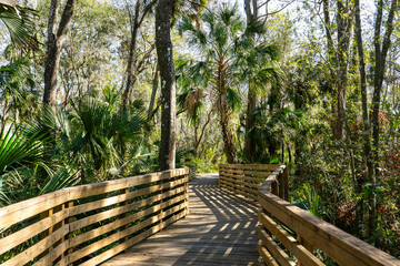 The shadows on the boardwalk bend with the turns as it exits the swamp at Eureka Springs Conservation Park in Tampa, Florida creating an inviting nature walk.