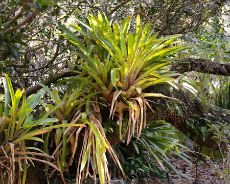 Yellow-green tropical bromeliads and resurrection ferns grows on a tree trunk in Florida.
