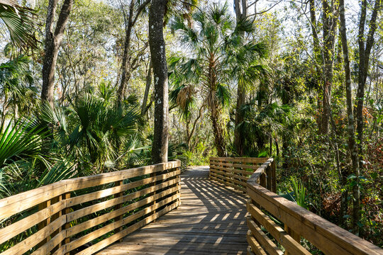 The shadows on the boardwalk bend with the turns as it exits the swamp at Eureka Springs Conservation Park in Tampa, Florida creating an inviting nature walk.