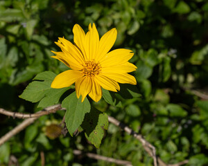 A closeup of a bright yellow Mexican Sunflower, Tithonia diversifolia, with deeply lobed green leaves. Also called Tree marigold due to its shrub like growth. Native to Mexico and Central America.