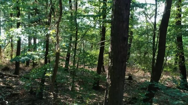 Forest drone