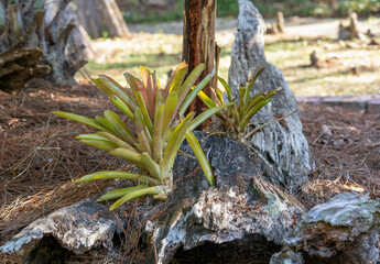 Yellow-green tropical bromeliads, Aechmea spp., grow out of an old, fallen, weathered tree stump in Florida. Horizontal