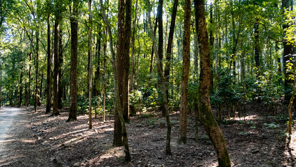 forest in the morning, woods in the early morning