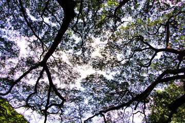 Photo from under shady large rain tree under blue sky with sunlight shines through pattern green leaves beautifully. Abstract Texture background. Use is house wall or website wallpaper model.	