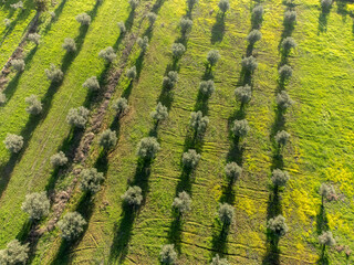 Stunning aerial view of a vast olive grove in Alentejo, Portugal, bathed in golden sunlight. A serene rural landscape showcasing natural beauty and agricultural heritage.