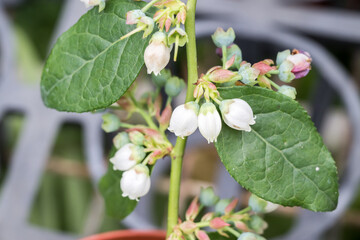 Beautiful blueberry flowers.