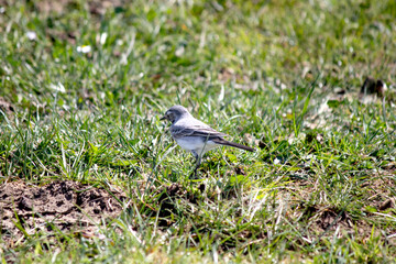 Ornithology. White wagtail (Motacilla alba) resting during migration. Bird, animal idea concept.