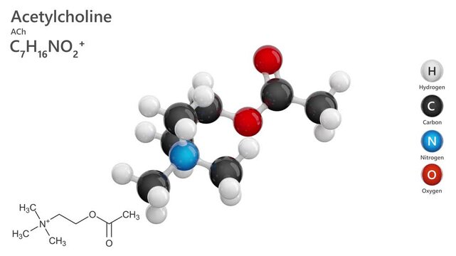 Acetylcholine. Neurotransmitter. Animated 3D model of a molecule. Molecular formula: C7H16NO2. Chemical model: Ball and sticks. White background. 3D rendering. Seamless loop.