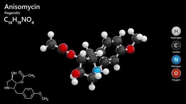 Anisomycin or Flagecidin. Antibiotic. Animated 3D model of a molecule. Molecular formula: C14H19NO4. Chemical model: Ball and stick. Black background. 3D rendering. Seamless loop.