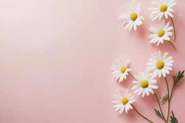 Fototapeta premium White daisy chamomile flowers on pale pink background