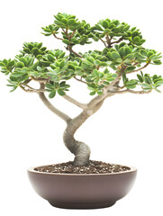 Jade Bonsai Tree in Pot