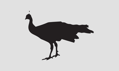 Peacock bird vector silhouette, Peacock bird icon vector art illustration