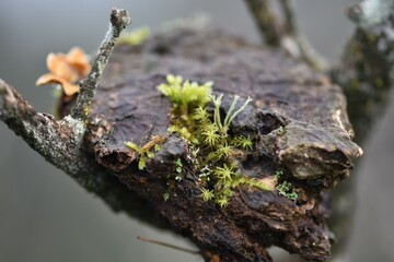 moss on a trunk