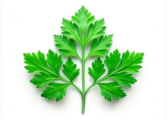 Green Parsley Icon and Coriander Leaf Silhouette - Stylish Flat Design of Greens Leaves Isolated on White Background for Culinary and Botanical Uses in Stock Photography