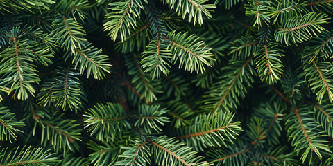 A close up of green tree branches with a dark background. The branches are full and lush, giving the impression of a healthy and thriving forest. Concept of tranquility and natural beauty