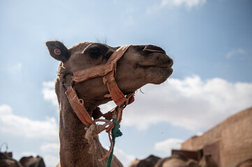 Maroc