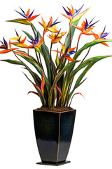 Bird of Paradise Flowers in Modern Pot