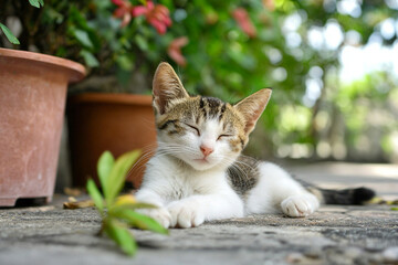 Playful kitten relaxing in a sunny garden on a warm day