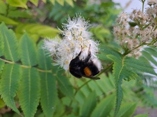 beetle on a flower