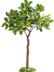 Obraz premium Artificial Ficus Tree in Pot, Isolated on Black