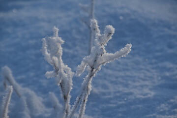These plants in nature are covered with snow in sunny early winter day.