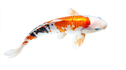 Vibrant orange and white koi fish gracefully swimming against a white background, showcasing its colorful scales and serene presence.