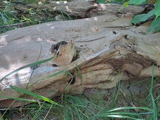 Obraz premium a log in the woods