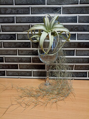 Live atmospheric plants, decor in a glass.
