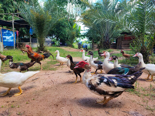 The flock of red face colorful duck walking on the garden.