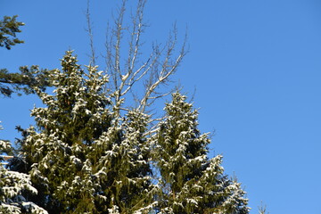These spruces in nature are covered with snow in sunny early winter day.