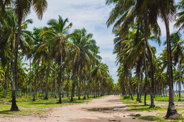 Obraz premium Palm trees at Maracaipe beach in Porto de Galinhas, Pernambuco, Brazil.