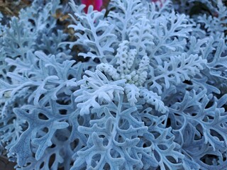frost on leaf
