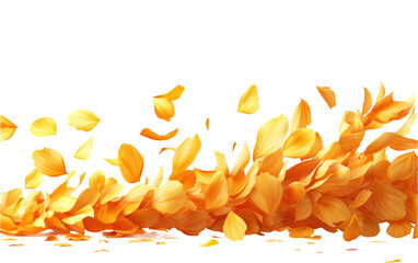 Vibrant Orange Petals on Transparent Background