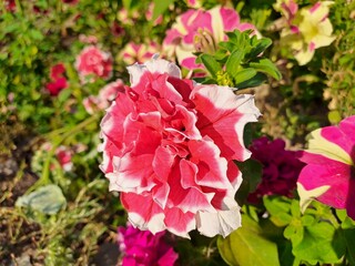 pink and white flowers