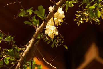 False acacia tree flowering in spring.