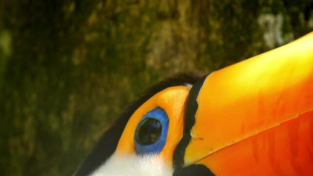 Toco Toucan of Brazil close up head turning 