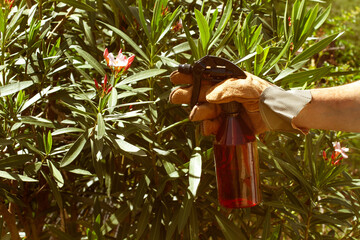 Man hand wearing a work glove holding a sprayer bottle close to an oleander plant in a sunny day