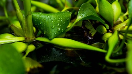 Close-up of vibrant water hyacinth leaves with water droplets.