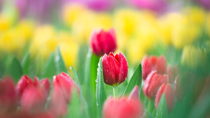 tulips. a bulbous spring-flowering plant of the lily family, with boldly colored cup-shaped flowers.