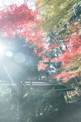 京都の常照寺の美しい紅葉