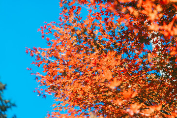京都の常照寺の美しい紅葉