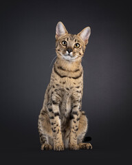 Gorgeous F7 Savannah cat, sitting up facing front. Looking attentive towards camera. Isolated on a black background.