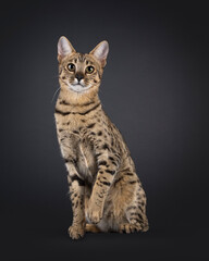 Obraz premium Gorgeous F7 Savannah cat, sitting up facing front. Looking attentive towards camera. One paw playful lifted up. Isolated on a black background.