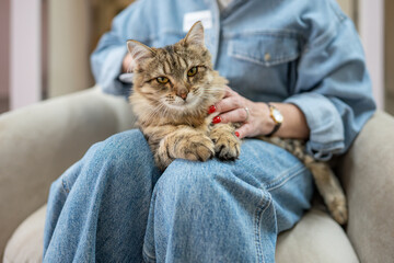 Funny serious cat look at camera, relax on pet hotel staff lap. Animal service for retreat, healthy...