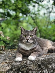 Gray cat with green eyes lies on a stone a park.