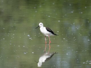 Black-winged Stilt, very long-legged wader in the Avocet and Stilt family Recurvirostridae e in a Swamp